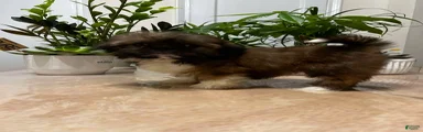 Nova