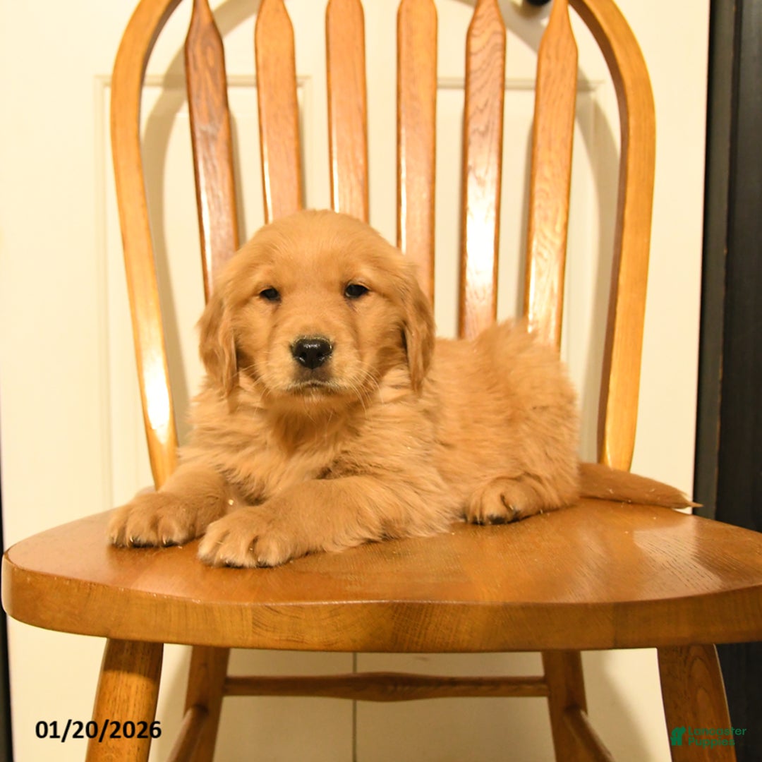 Golden Retriever dogs for sale: Butch - Ad 4