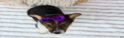 Welsh Corgi Pembroke dogs for sale: Abby🩷  - Ad 10