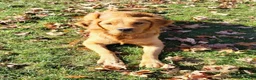 Golden Retriever dogs for sale: Paisley  - Ad 3