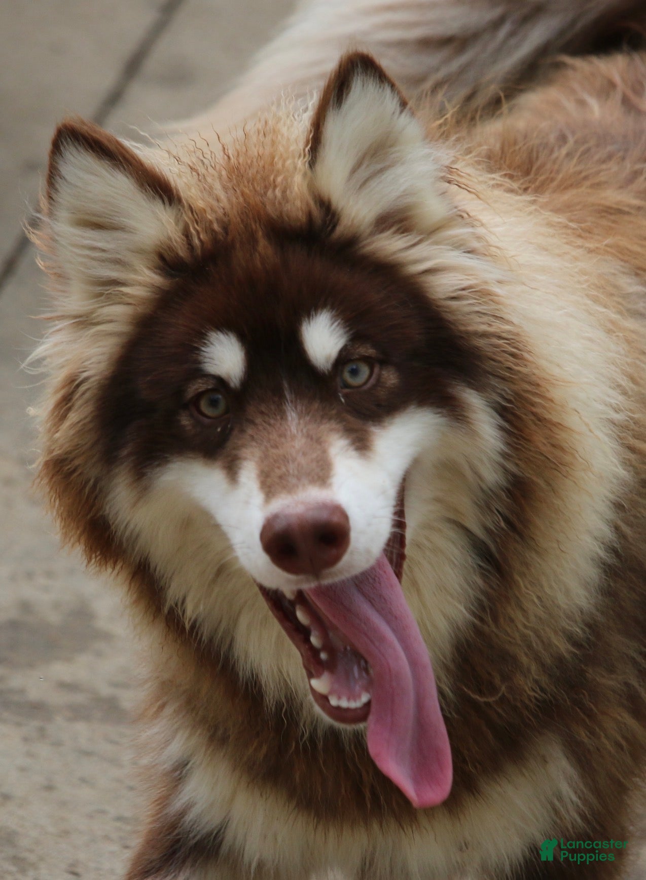 Pomsky dogs Blake - Ad 1