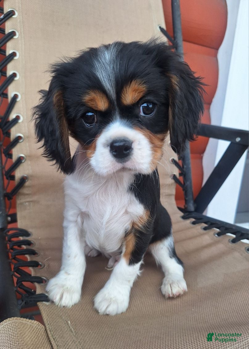 Cavalier King Charles Spaniel dogs Max - Ad 7