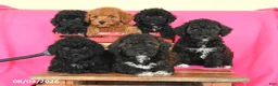 Miniature Poodle dogs for sale: Kimmie - Ad 5