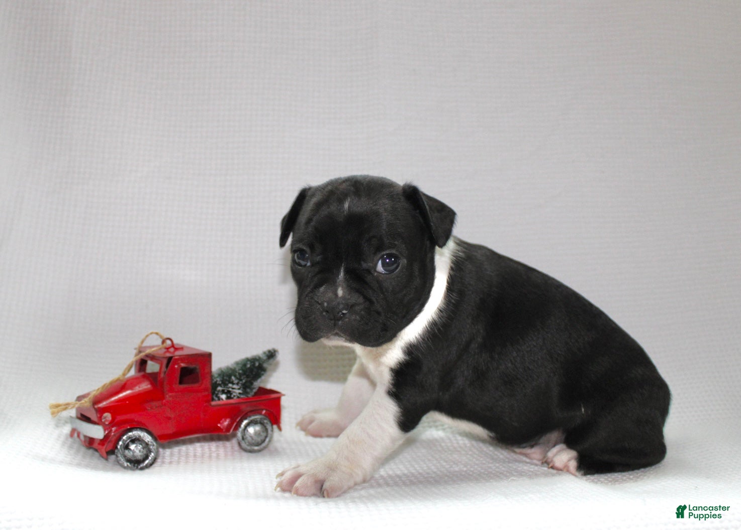 Frenchton dogs Ross - Ad 38