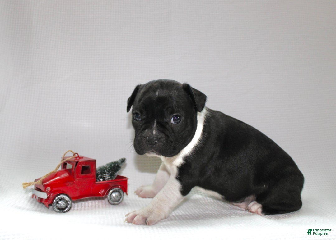 Frenchton dogs for sale: Ross - Ad 1