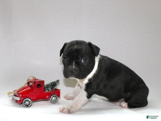 Frenchton dogs Ross - Ad 38