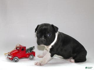 Frenchton dogs Ross - Ad 34