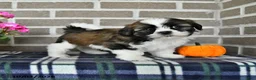 Shih Tzu dogs for sale: Cindy - Ad 3