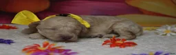 Toy Poodle dogs for sale: Theodore  - Ad 4