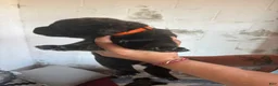 Mixed Breed dogs for sale: Luna - Ad 7