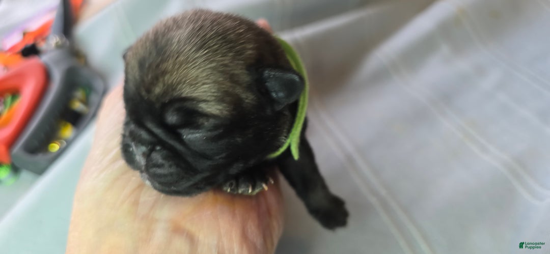 Pug dogs for sale: Tiny Dancer - Ad 2