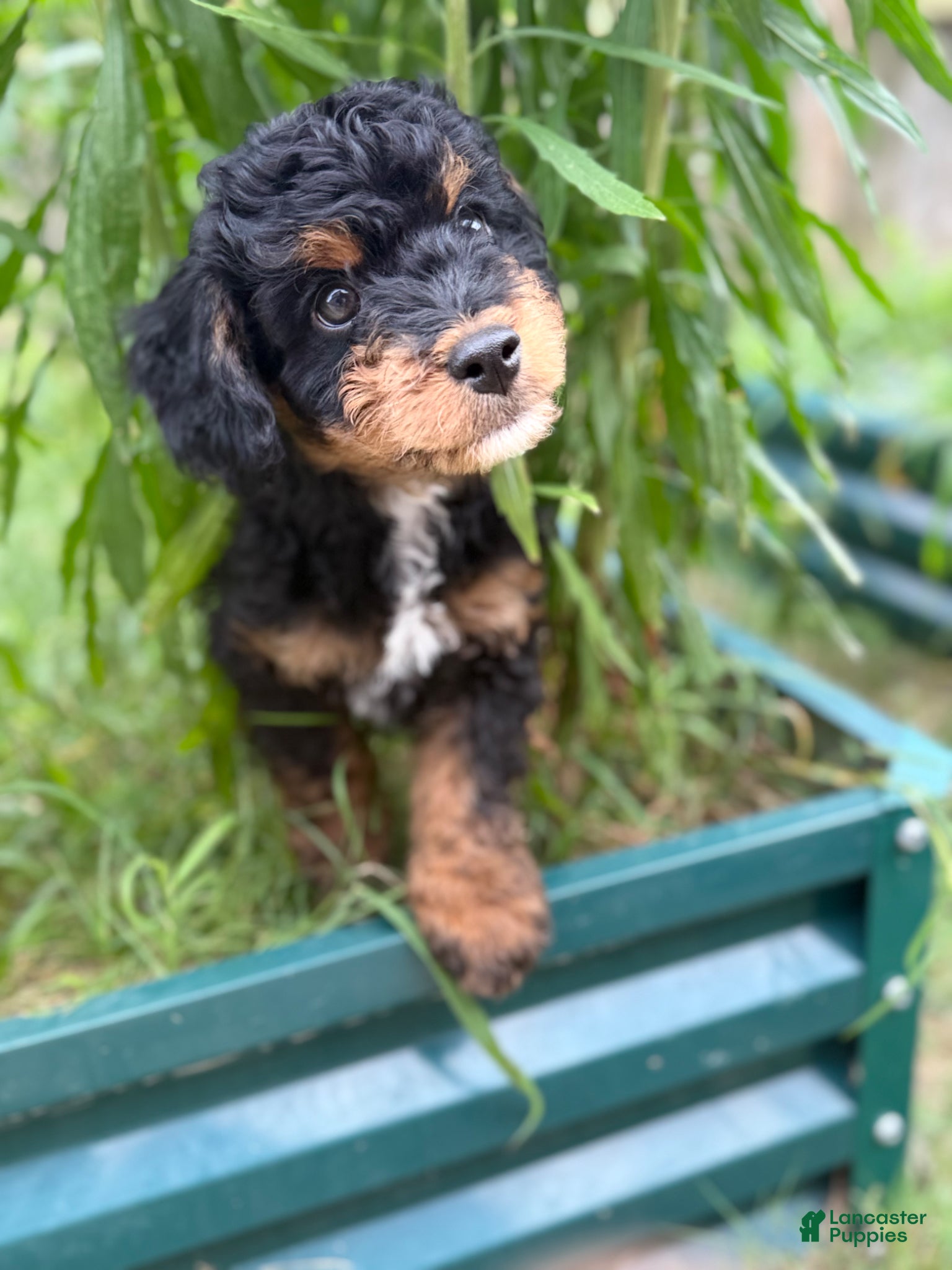 Mixed Breed dogs Star - Ad 34