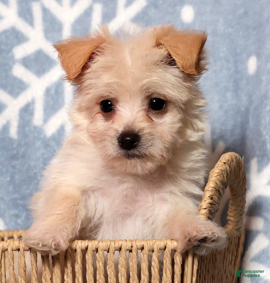 Yochon dogs for sale: Allie - Ad 1