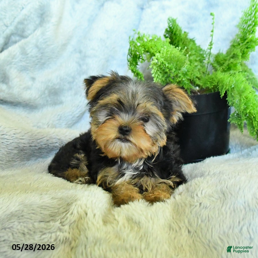 Yorkshire Terrier dogs Bruno - Ad 2