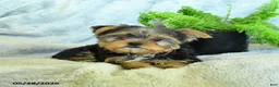 Yorkshire Terrier dogs for sale: Bruno - Ad 2