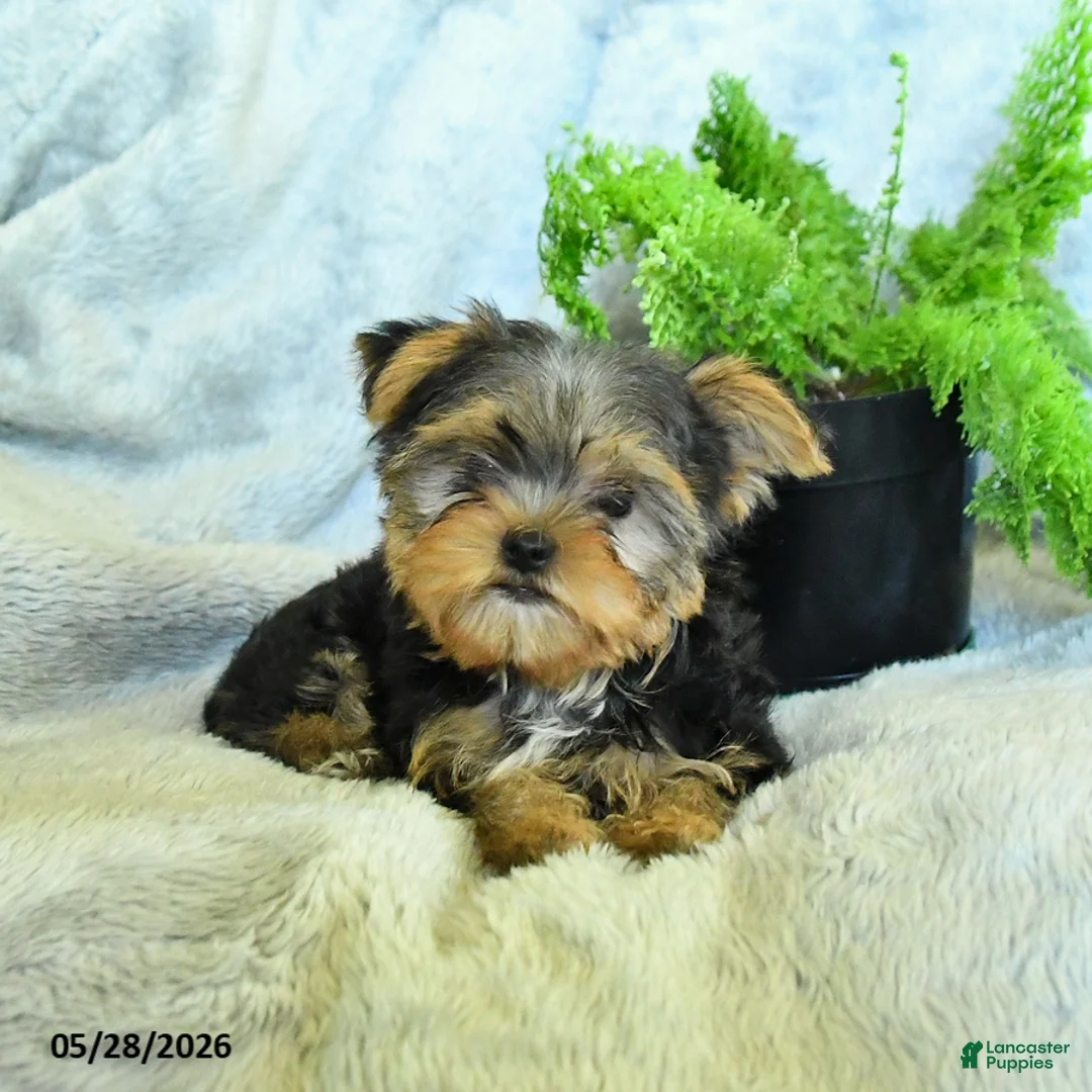 Yorkshire Terrier dogs for sale: Bruno - Ad 2