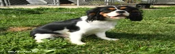 Cavalier King Charles Spaniel dogs for sale: Buddy - Ad 4