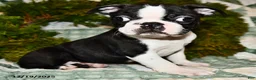Boston Terrier dogs for sale: Jack  - Ad 6