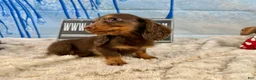 Dachshund dogs for sale: Chocolate mini long coat - Ad 7