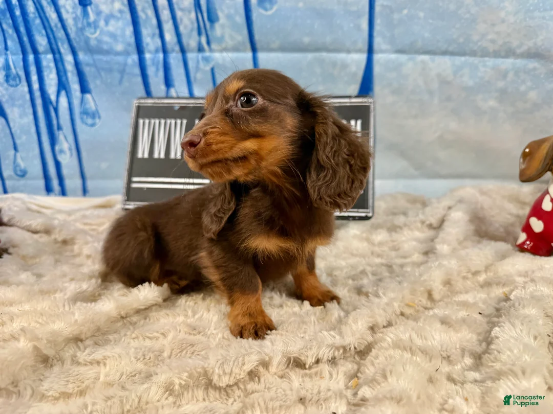 Dachshund dogs for sale: Chocolate mini long coat - Ad 7