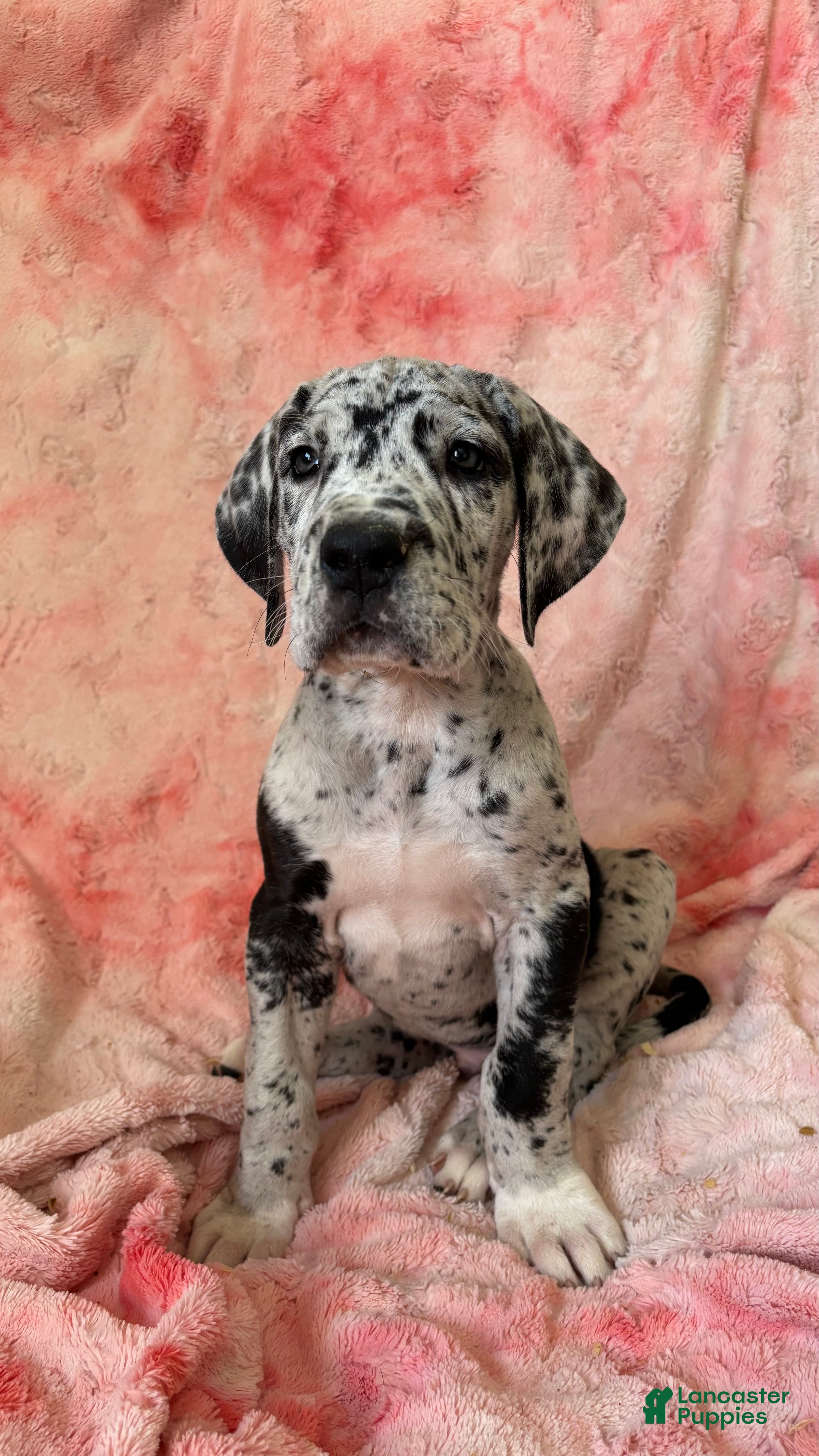 Great Dane dogs Dipper - Ad 1