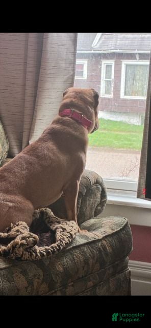 Shar Pei dogs Girl 1 - Ad 2