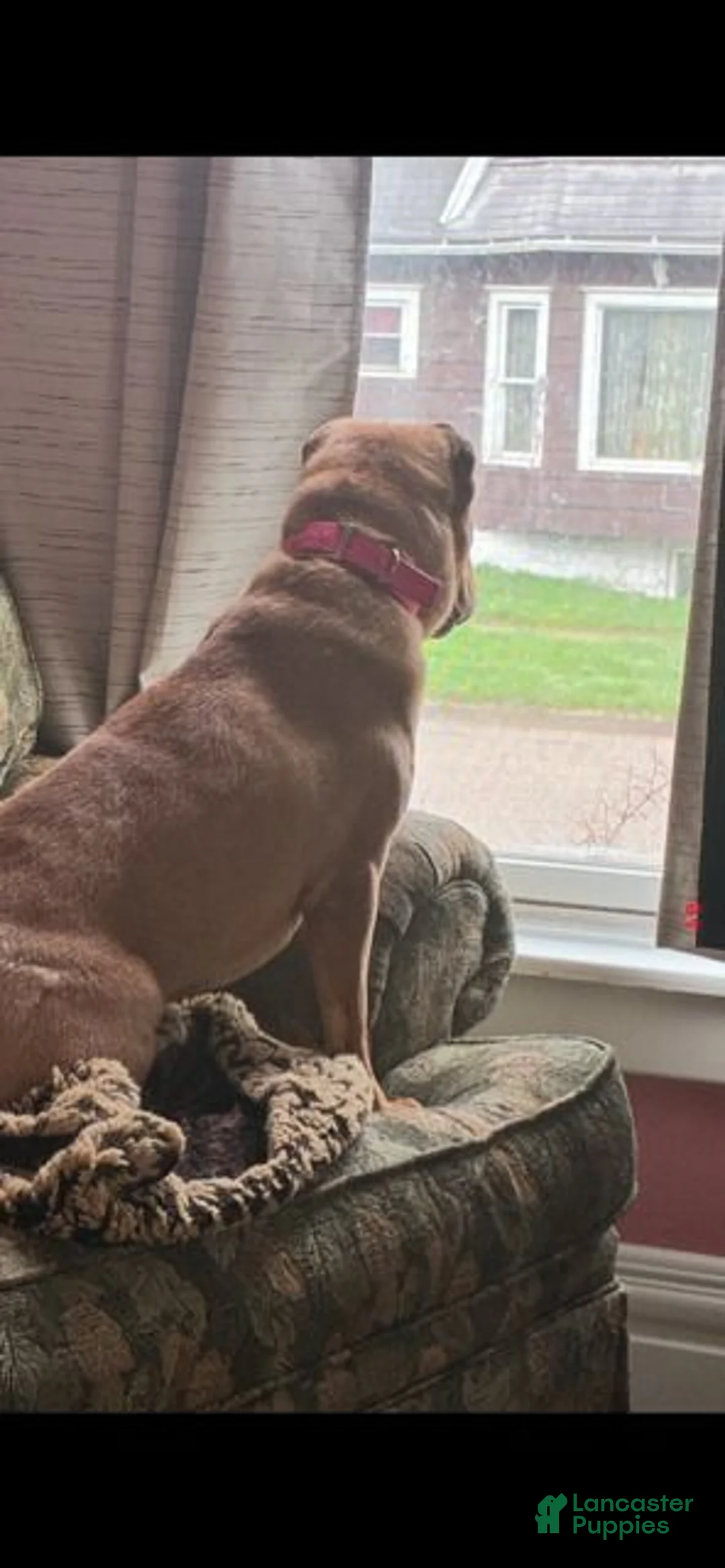 Shar Pei dogs for sale: Girl 3 - Ad 2