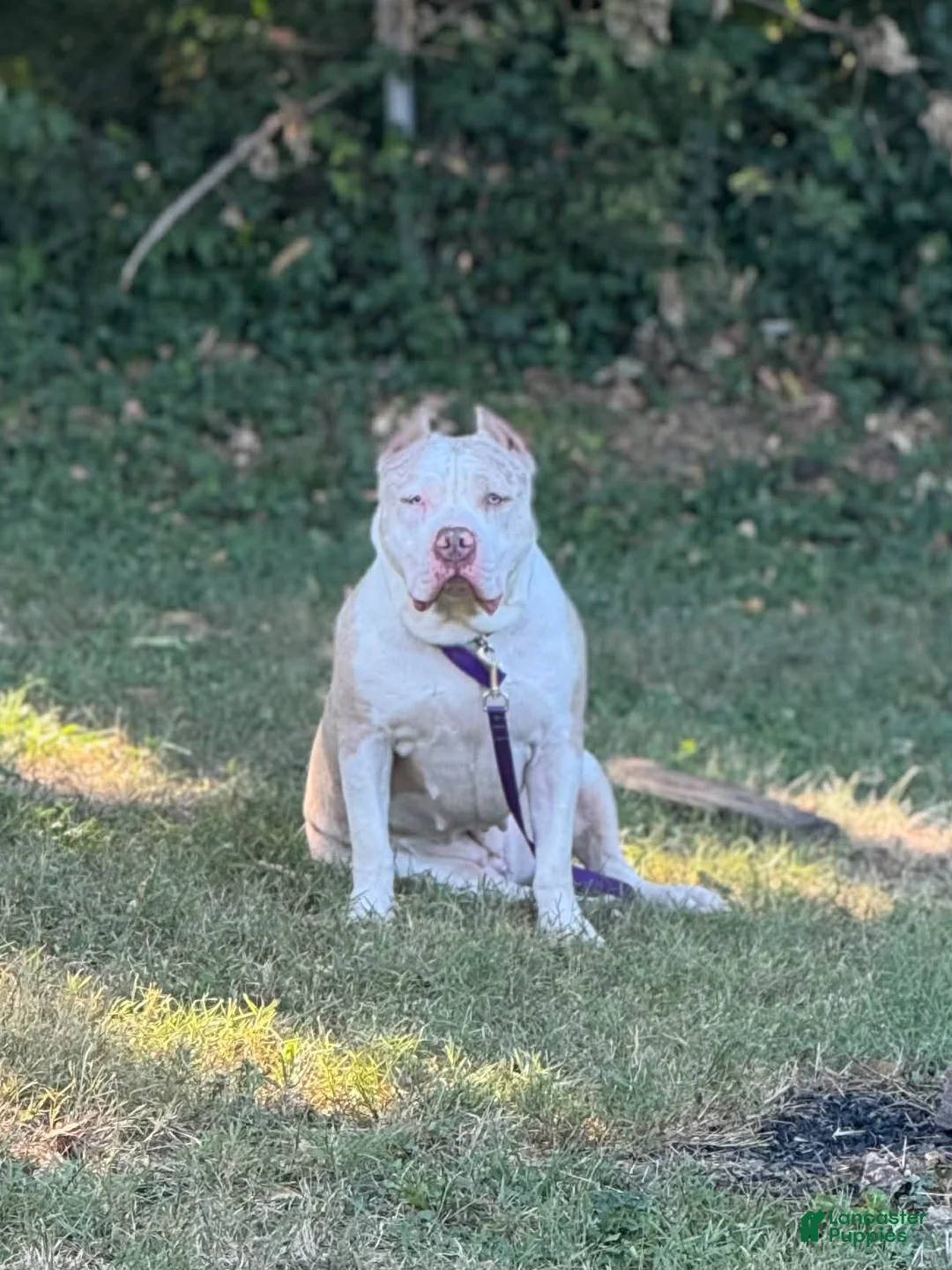 American Bully dogs for sale: American Bully Puppy 9 - Ad 2