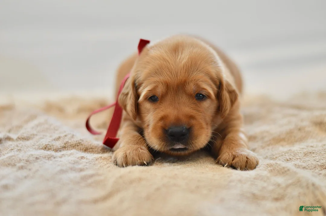 Golden Retriever dogs for sale: Red Collar - Ad 20