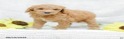 Goldendoodle dogs for sale: Jessie - Ad 4
