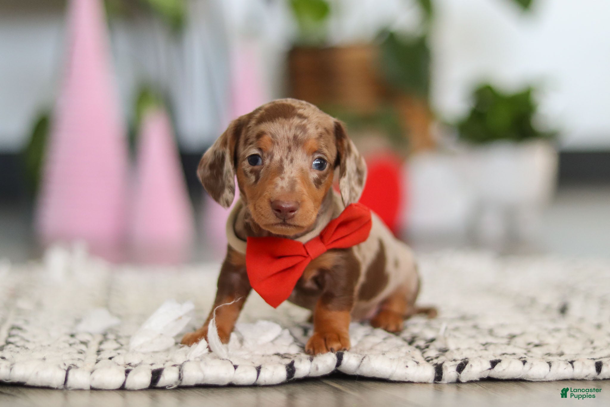 Dachshund dogs Jackson  - Ad 4