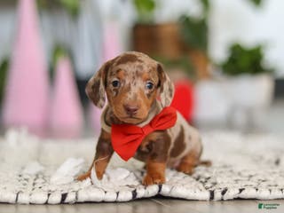 Dachshund dogs Jackson - Ad 4