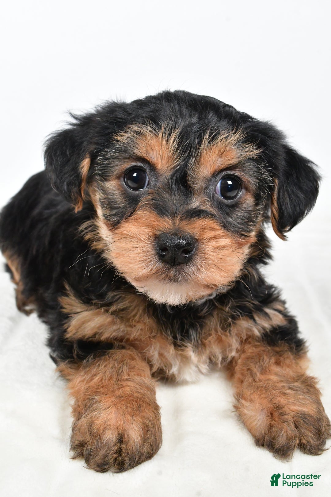 Morkie dogs for sale: Nicole - Ad 5
