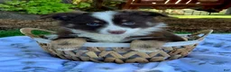 Miniature Australian Shepherd dogs for sale: Buddy - Ad 3
