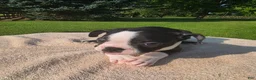 Boston Terrier dogs for sale: Boston Terrier Male 2 - Ad 2