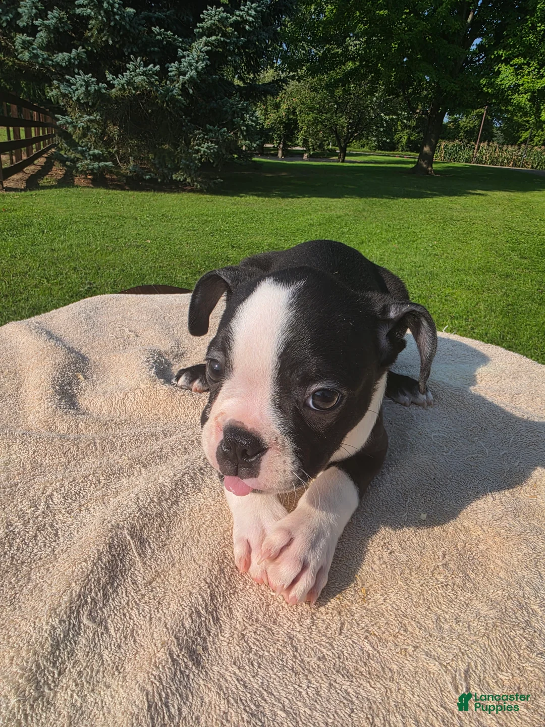 Boston Terrier dogs for sale: Boston Terrier Male 2 - Ad 2
