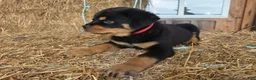 Rottweiler dogs for sale: Rottweiler 1 - Ad 7