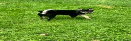 Shiba Inu dogs for sale: Suki - Ad 2