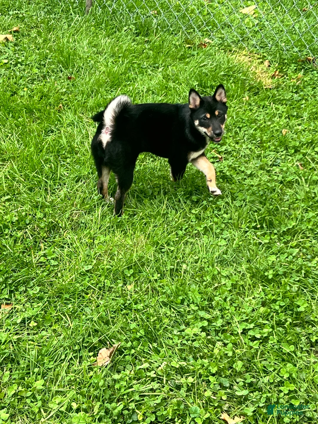Shiba Inu dogs for sale: Suki - Ad 2