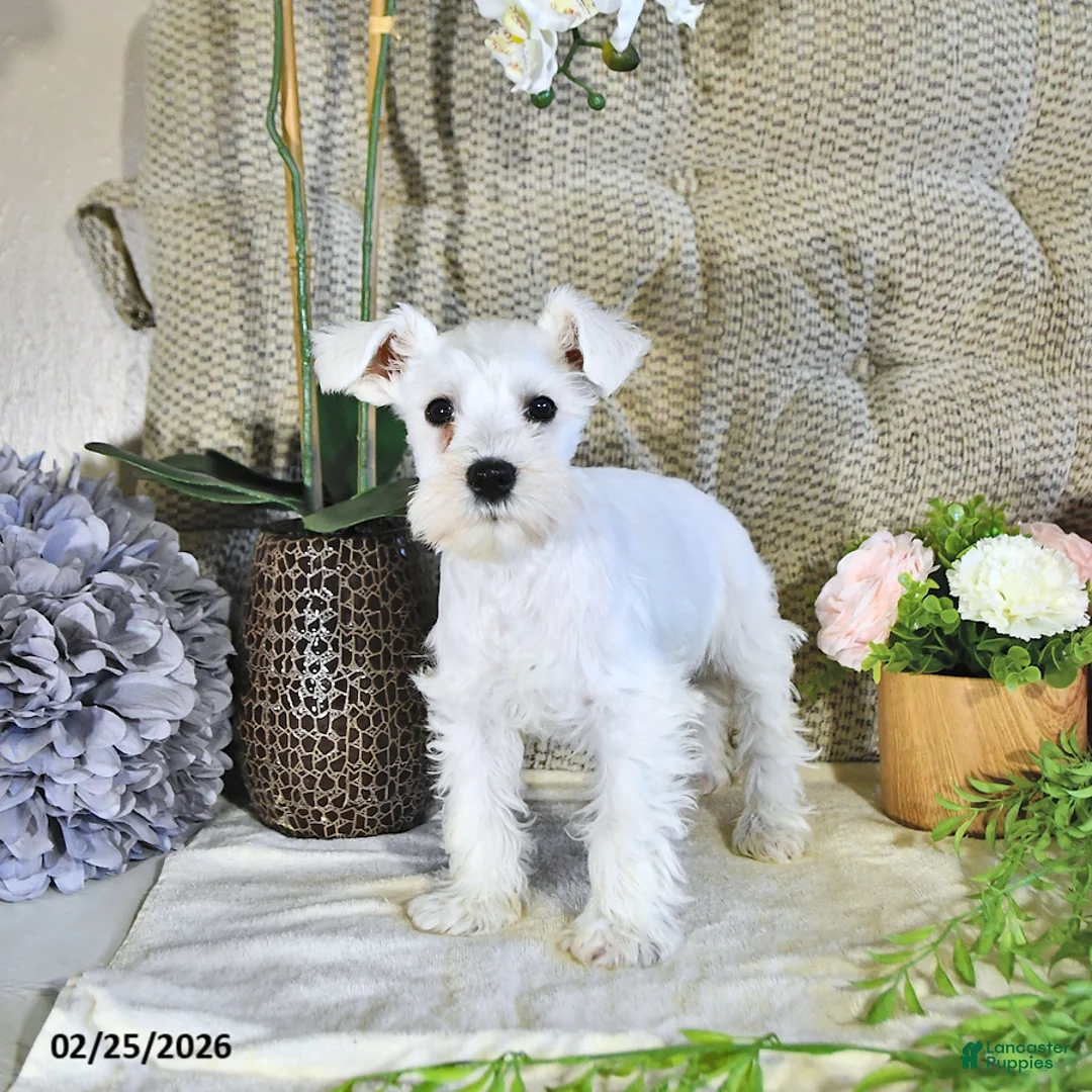 Miniature Schnauzer dogs for sale: Max - Ad 2