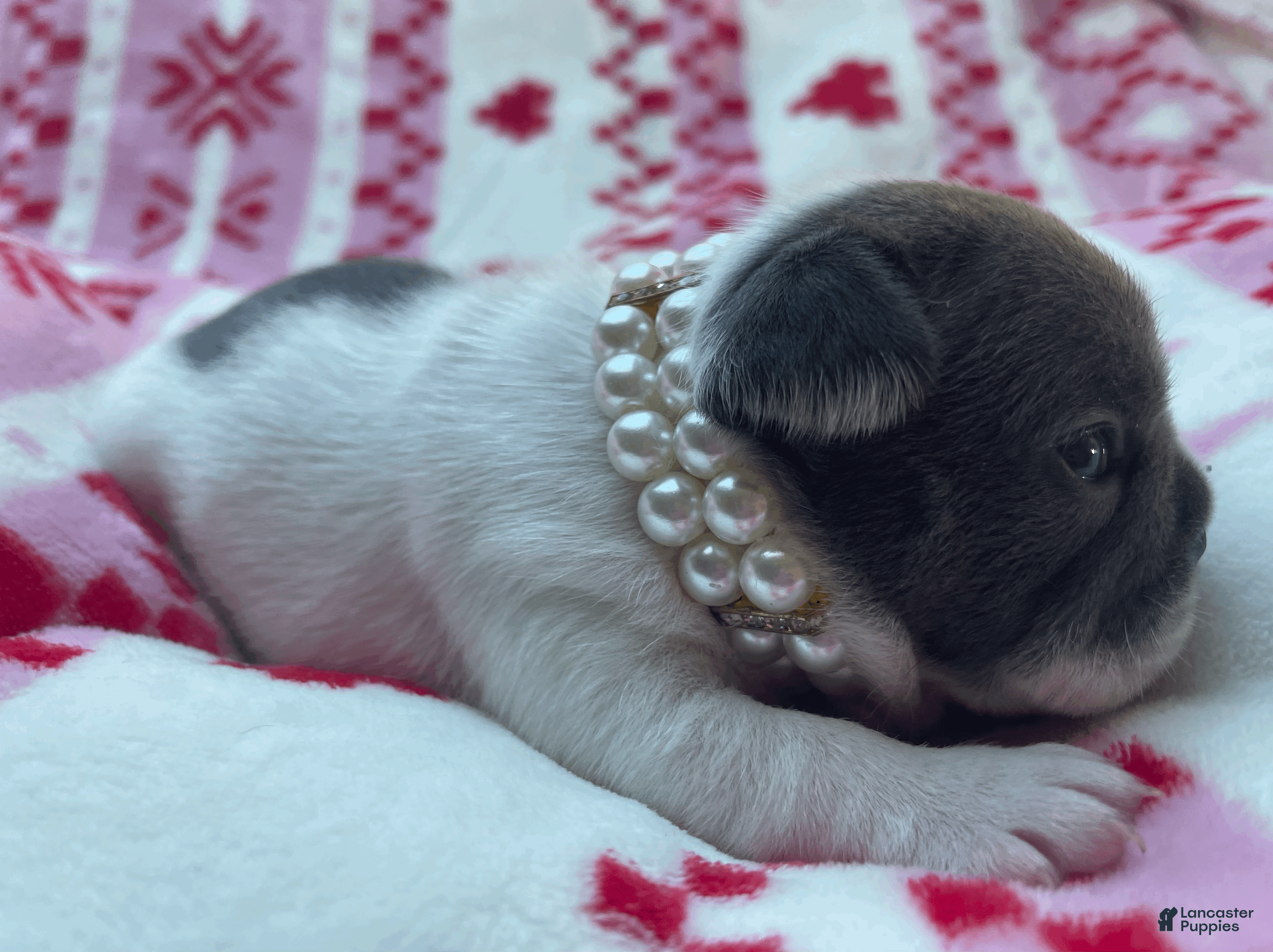 French Bulldog dogs Carmela - Ad 17