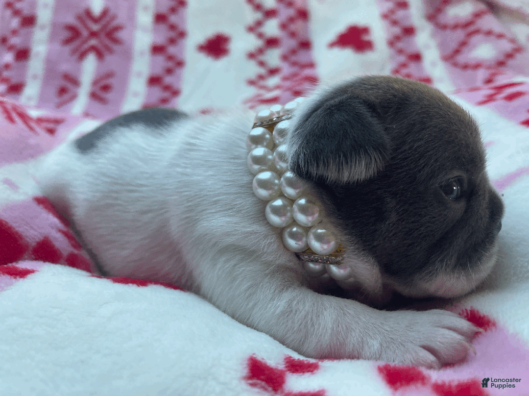 French Bulldog dogs for sale: Carmela - Ad 1