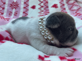 French Bulldog dogs Carmela - Ad 3