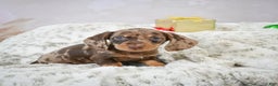 Miniature Dachshund dogs for sale: Miles - Ad 3