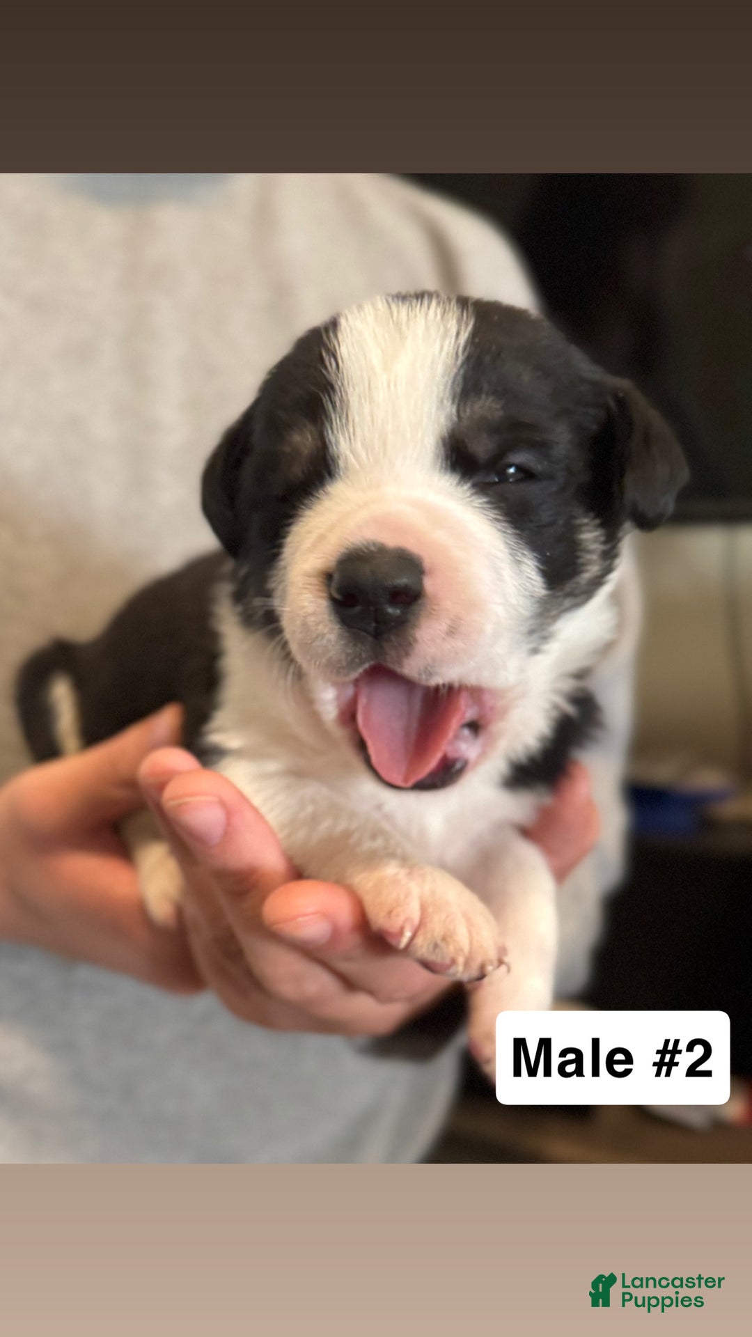 Mixed Breed dogs for sale: Mixed Breed Puppy 2 - Ad 3