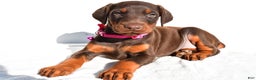 Doberman Pinscher dogs for sale: Lacey - Ad 2