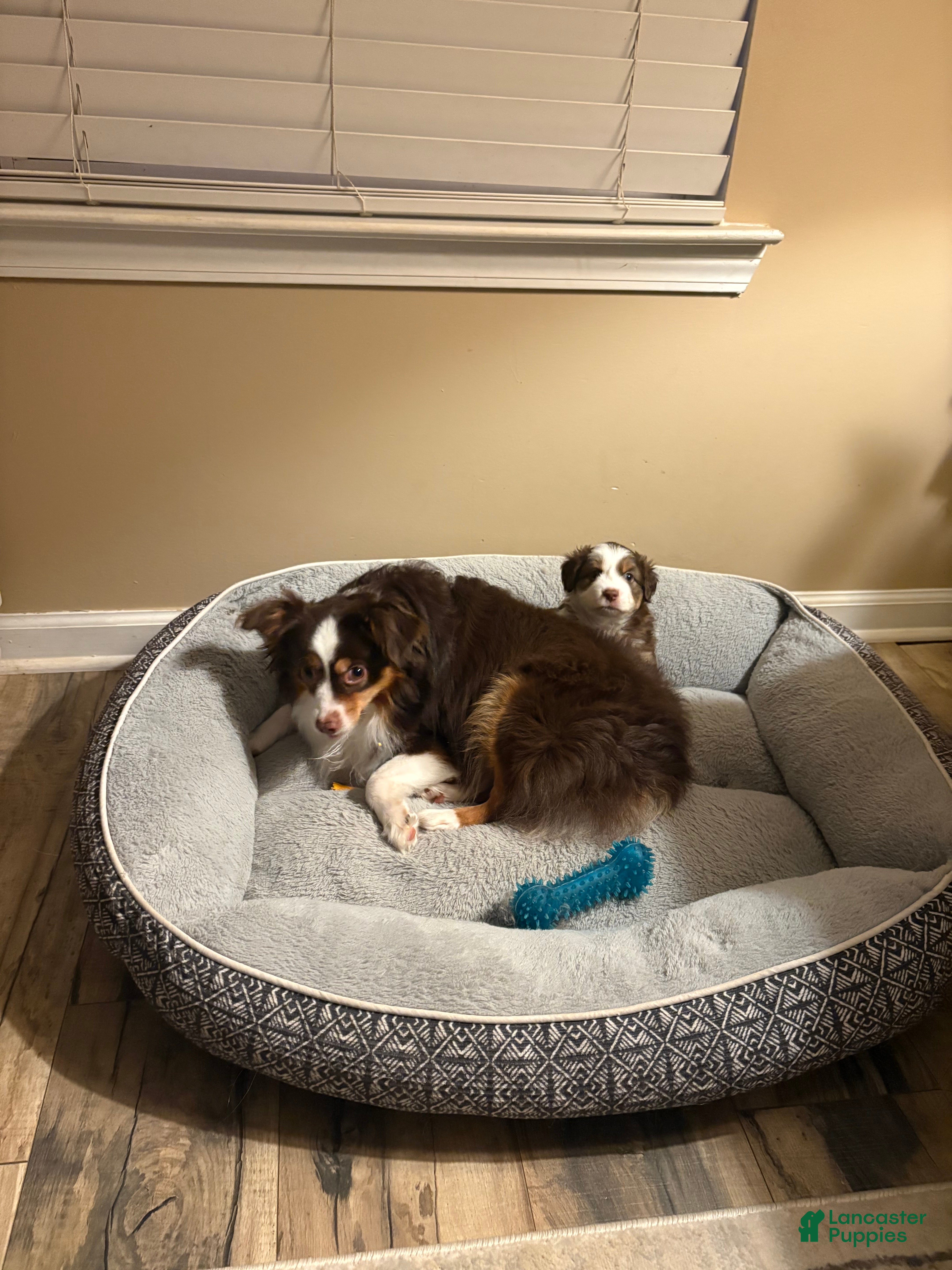 Miniature Australian Shepherd dogs Miniature Australian Shepherd 4 - Ad 2