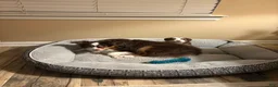 Miniature Australian Shepherd dogs for sale: Miniature Australian Shepherd 4 - Ad 2