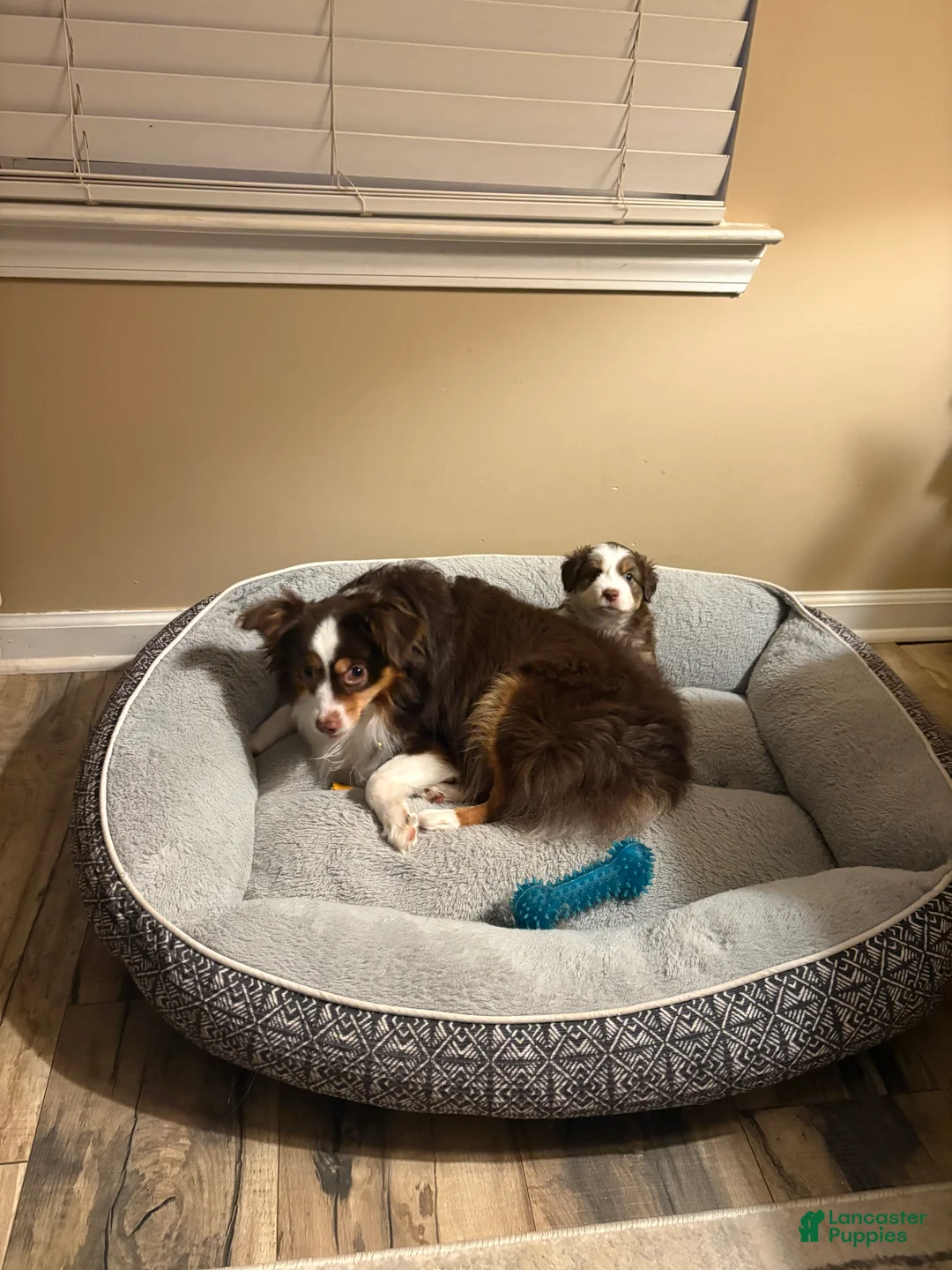 Miniature Australian Shepherd dogs for sale: Miniature Australian Shepherd 4 - Ad 2