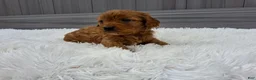 Cavapoo dogs for sale: Nyx - Ad 16